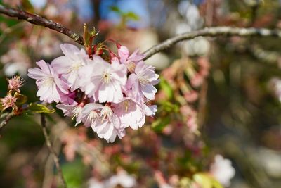 Close-up of cherry blossoms in spring
