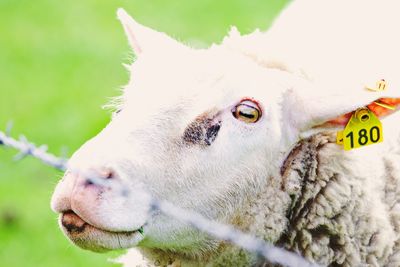 Close-up portrait of a sheep 