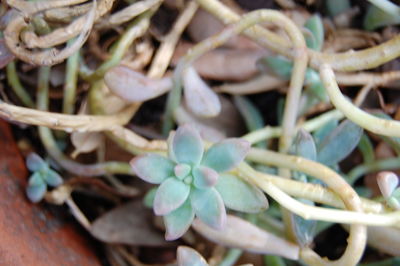 Close-up of plants