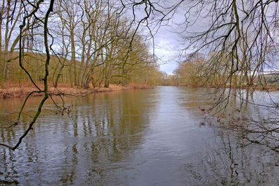 Scenic view of lake in forest