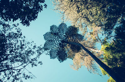 Low angle view of trees against clear sky