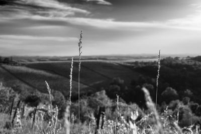 Close-up of stalks in field against sky