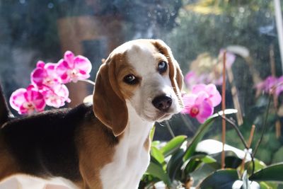 Close-up of a beagle dog in front of orchids