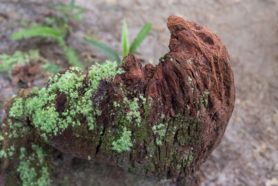 Close-up of dead plant