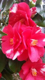 Close-up of bee on pink rose blooming outdoors