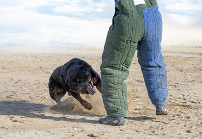 Rear view of man with dog standing at beach
