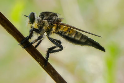 Close-up of insect