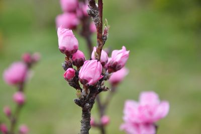 Close-up of pink flowering plant