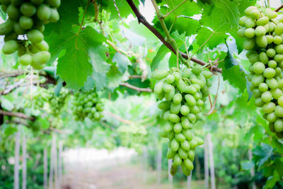 Close-up of fruits growing in vineyard