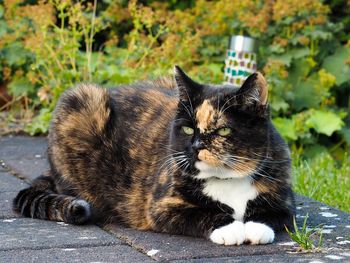 Close-up of cat