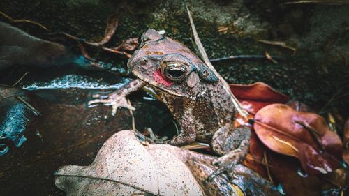 Frog in a rainforest