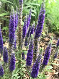 Close-up of purple lavender flowers on field