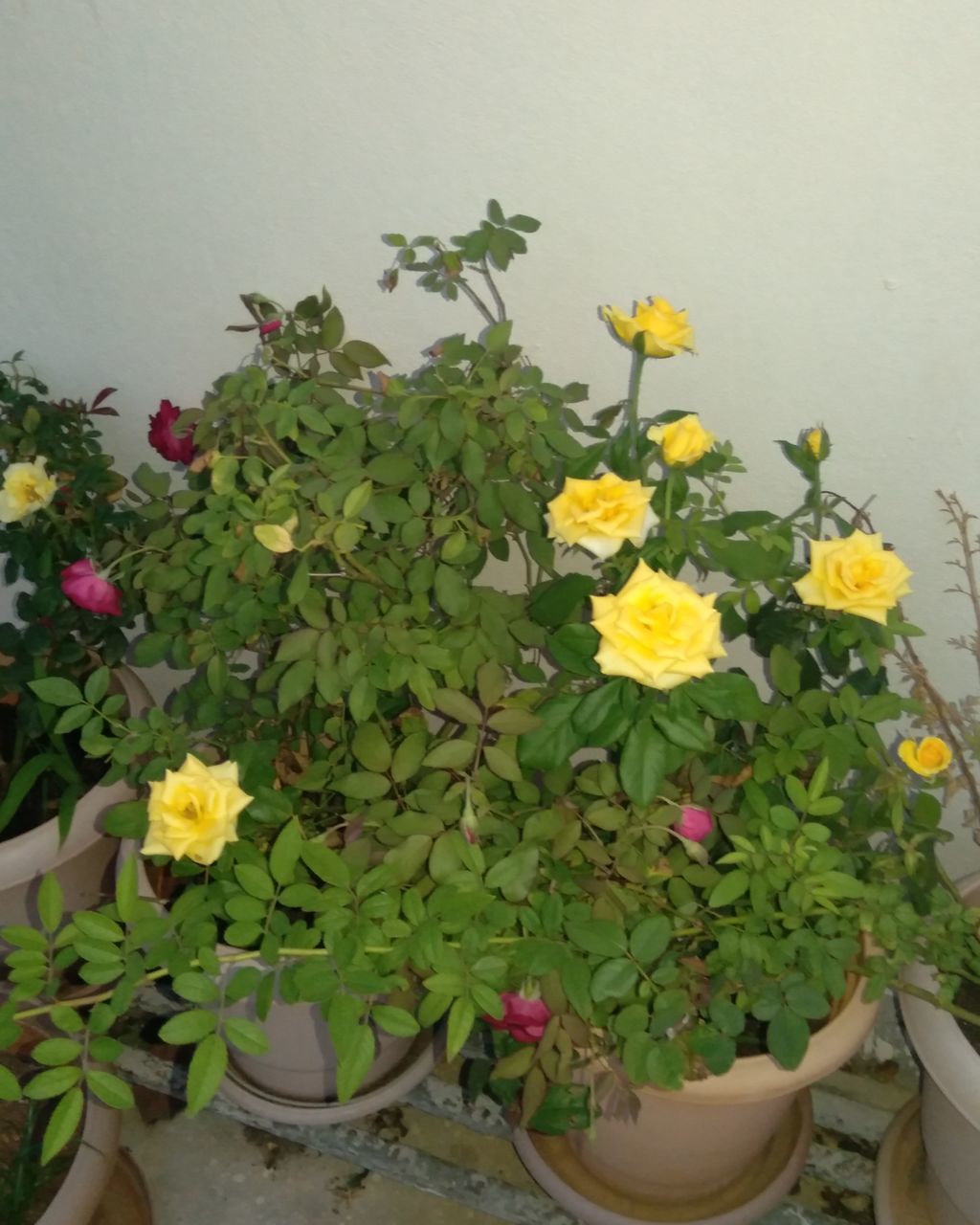 CLOSE-UP OF YELLOW FLOWERING PLANT IN POT