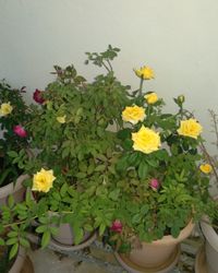 Close-up of yellow flowering plant against wall