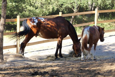 Horses on field