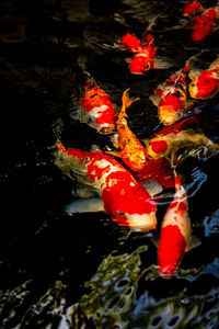 View of koi carps swimming in pond