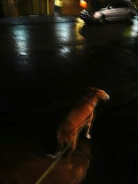 Close-up of horse in water at night