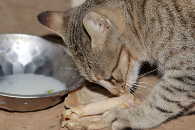 Close-up of cat sleeping