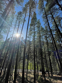 Low angle view of sunlight streaming through trees in forest