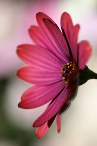 Close-up of pink flower