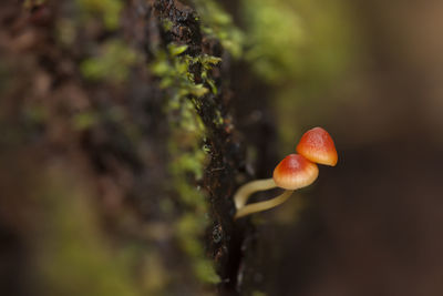 Beautiful mushrooms in the tropical forest