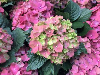 Close-up of fresh pink hydrangea flowers