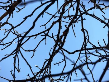 Low angle view of flower tree against blue sky