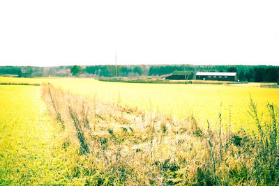 Plants growing on field