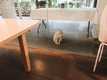 High angle view of dog sitting on chair