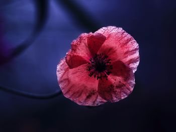 Close-up of pink flower against black background