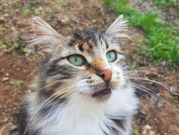 Close-up portrait of cat