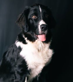 Close-up portrait of black dog