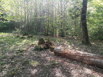 View of tree trunks in forest