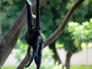 Monkey on tree