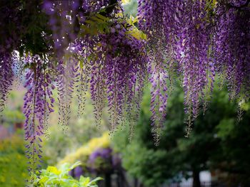 Purple flowers blooming on tree in park