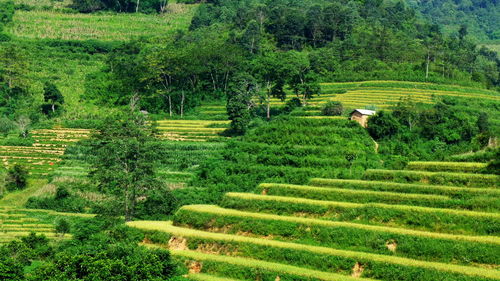 Scenic view of agricultural field