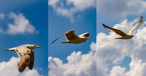Low angle view of seagulls flying against sky