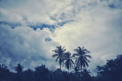 Low angle view of palm trees against sky