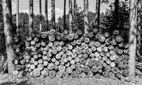 Close-up of logs