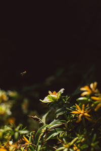 Close-up of yellow flowering plant