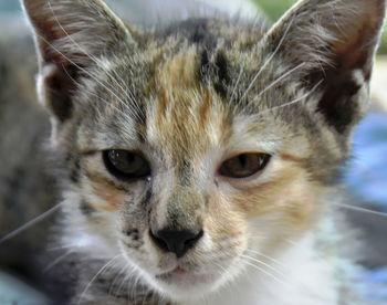 Close-up portrait of a cat