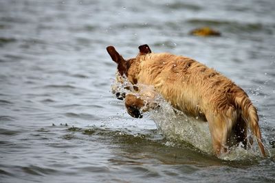 Dog on a lake