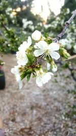 Close-up of white flowers on tree