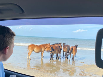 Horse beach party