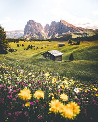 Scenic view of flowering plants on field against sky