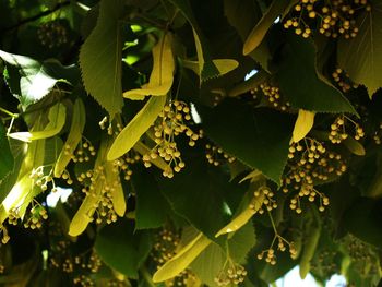 Close-up of fresh green leaves