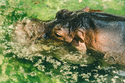 Close-up of hippo in the lake