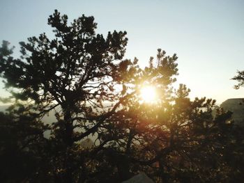 Sun shining through trees