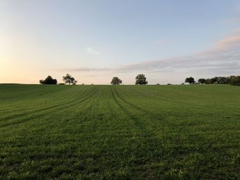 Scenic view of agricultural field against sky