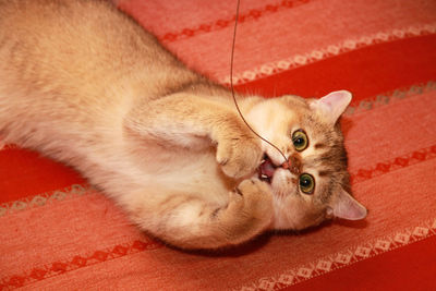 The golden british cat lies upside down on the couch and plays